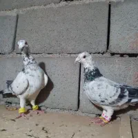 سرسبز المانی