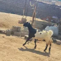 بز دو رگه آهویی