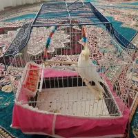 عروس هلندی|پرنده|سمیرم, |دیوار