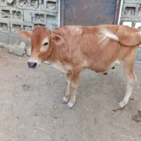 گوساله نر مخصوص پروار