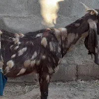 فروش گوسفند