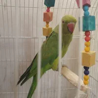 طوطی منلگو|پرنده|نسیم‌شهر, |دیوار