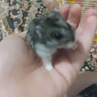 همستر با لوازم آرام و بی سروصدا