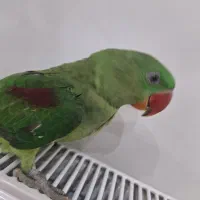 جوجه شاه طوطی