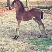 آموزش سوارکاری