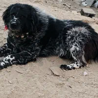 واگذاری سگهای. قدرجونی