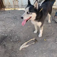 واگذاری سگ هاسکی