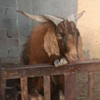 پازن چاق و بلند کاکی|حیوانات مزرعه|کاکی, |دیوار