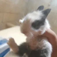 فروش خرگوش کوچولوو خرگوش بزرگ