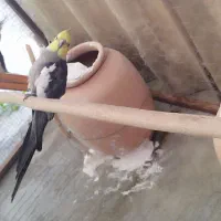 فروش تعدادی عروس هلندی مولد وملنگو نر