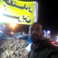 چغندرشیرین‌مشهد