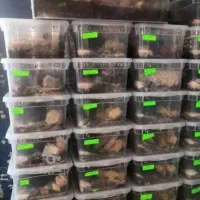 پرورش حلزون