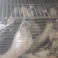 کبوتر برای فروشی همه باهم دونی ۲۰۰