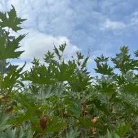 نهال چنار|خدمات باغبانی و درختکاری|کردکوی, |دیوار