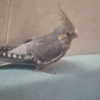 عروس هلندی ماده