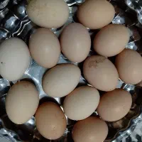 تخم مرغ محلی
