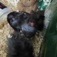 فروش تکی یا گله ی همستر سوری مو بلند|موش و خرگوش|پرند, فاز ۶|دیوار