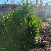 یوکا . یاس . شمشاد