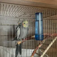 دو عدد عروس هلندی بالغ