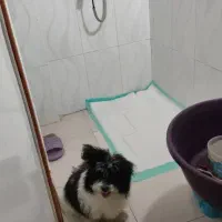 سگ میکس سگ پامر و شیتزو|سگ|پرند, فاز ۶|دیوار