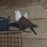 کله ای