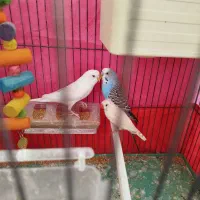 دوتا مرغ عشق نر و ماده و یه فنچ همراه با قفس