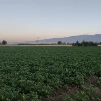 زمین کشاورزی و باغی به متراژ ده هزار و سیصد متر|فروش دفتر صنعتی، کشاورزی، تجاری|همدان, |دیوار