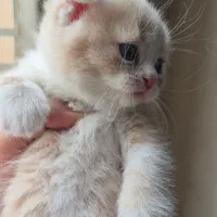 گربه اسکاتیش بریتیش|گربه|کرج, اتحاد|دیوار