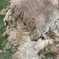 فروش پشم گوسفند