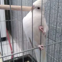 عروس هلندی آلبینو