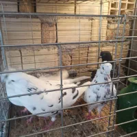 کبوتر پروازی