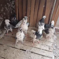 11 عدد کبوتر که 8 تا دونش کالی هست همه پرشی