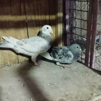 کفتر پلاکی و دمسفید|پرنده|قم, باغ کرباسی|دیوار