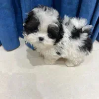 پوودل ، شیتزو‌|سگ|رشت, استادسرا|دیوار