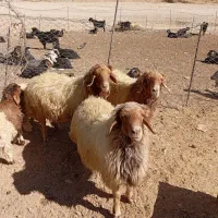 فروش ۳عدد ورن|حیوانات مزرعه|سیوان, |دیوار