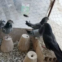 مفلق اصفهانی