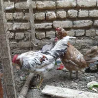 مرغ و خروس گلین|حیوانات مزرعه|مشهد, شهید شهریاری|دیوار