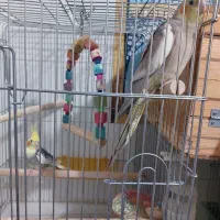 عروس هلندی|پرنده|برازجان, |دیوار