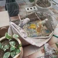 جفت مولد رام