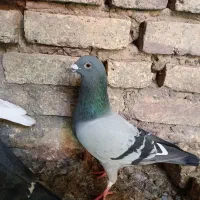 پلاکی|پرنده|مهریز, |دیوار