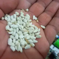 گلرنگ درجه یک ارسنجان|خوردنی و آشامیدنی|شیراز, ابیوردی|دیوار