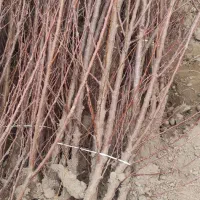 فروش انواع نهال درخت با ضمانت ارسال به تمام کشور|خدمات باغبانی و درختکاری|علیآباد کتول, |دیوار