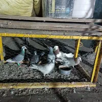 6عدد کفتر 3تار 3تا ماده