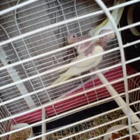 عروس هلندی|پرنده|قم, مجیدیه|دیوار