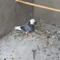 کبوتر نر ابلق سبز|پرنده|گرمسار, |دیوار