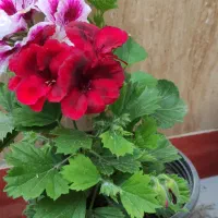 گل خانگی|گل و گیاه طبیعی|اسالم, |دیوار