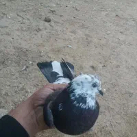 کبوتر|پرنده|چرداول, |دیوار