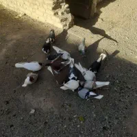 ۱۵کفتر رنگه