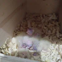 پرنده|پرنده|جم, |دیوار