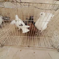 کبوتر پرشی|پرنده|گلبهار, شهر جدید گلبهار|دیوار